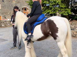 cloe cob mare 11.3-12hh