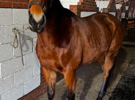 Thoroughbred mare