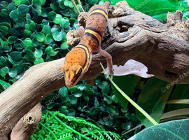 Chinese Cave Gecko (Bawanglingensis) at Birmingham Reptiles