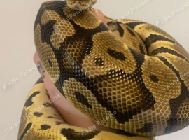 Pastel Enchi Male