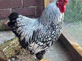 Silver laced Wyandotte bantam cockerel