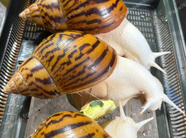 albino tiger snail (Achatina achatina)