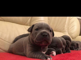 Beautiful Blue Staff Puppies