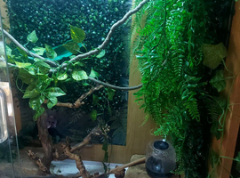 Baby veiled Chameleon