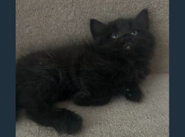 Bombay cross kittens