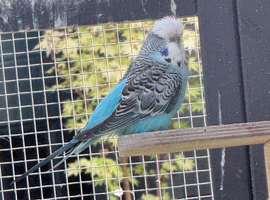Budgies for sale