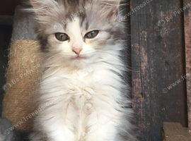 Girls and boys available Persian cross