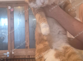 Ginger cat