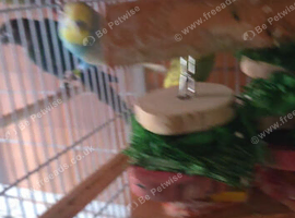 Budgies mixed