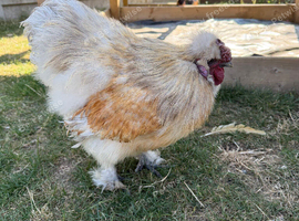 Purebred silkie cockerel