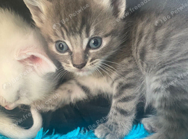 Bengal/ khao manee mix