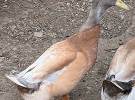 1 eight month old male Orpington duck
