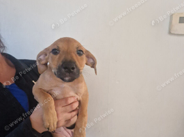 Staffy x saluki pups for sale