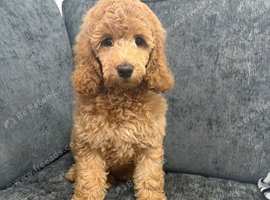 Poodle