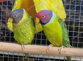 Stunning Pair Plumhead Parrots