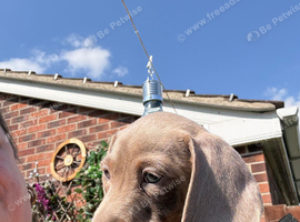 Miniature Dachshund puppies READY NOW