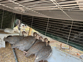 6 guinea keets looking for new home