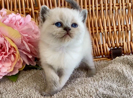 ABSOULETLY BEAUTIFUL PURE BRED BSH KITTENS