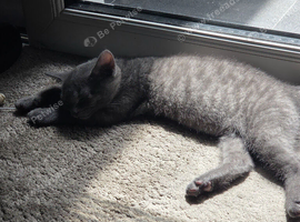 GREY BSH X