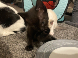 4 Beautiful kittens 2 girls 2 boys