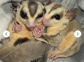 *URGENT* 4 Sugar gliders, 2 cages, acces.  and food
