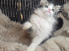 Persian beautiful girl ready now