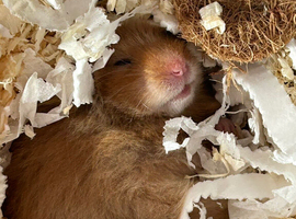 Male Syrian hamster