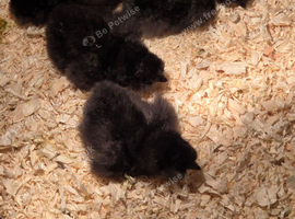silkie usa chicks
