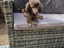 Toy poodle