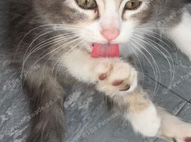 Kitten for sale