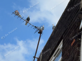 Birmingham roller pigeons for sale