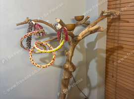 Large java tree
