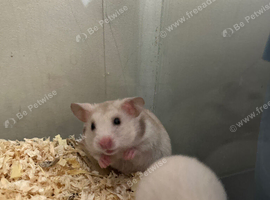 Syrian hamster baby&rsquo;s