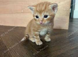 Ginger tabby&rsquo;s and stripped tabby&rsquo;s