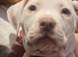 Staffy cross