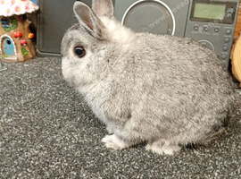 Trio of chinchilla  nether land dwarfs
