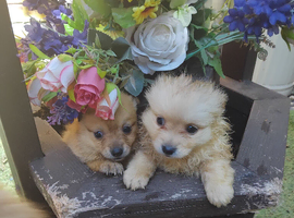 8 weeks old pameranian puppies