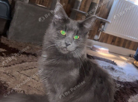 Female maine coon for sale.