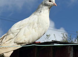 Pigeons for sale