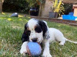 Sprocker puppies