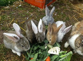 Stunning Continental Giant Rabbits For Sale