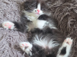 Lovely Persian mix kittens for sale, ready to go