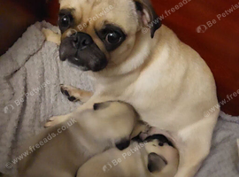 Beautiful Genuine Pug Puppies &ndash; 1 Girl & 1 Boy Available