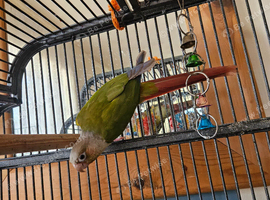 Conure.
