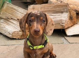 Beautiful miniature Dachshund Puppies.