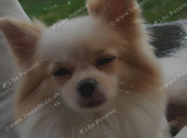 Male 1 years old