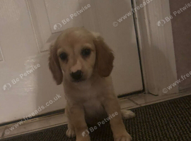 Cocker spaniel puppy urgent