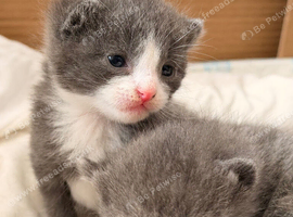 5 stunning kittens 2 female 3 male