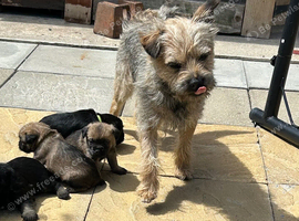 Full border terrier pups