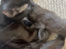 2 black kittens ready in the next 3-4 weeks